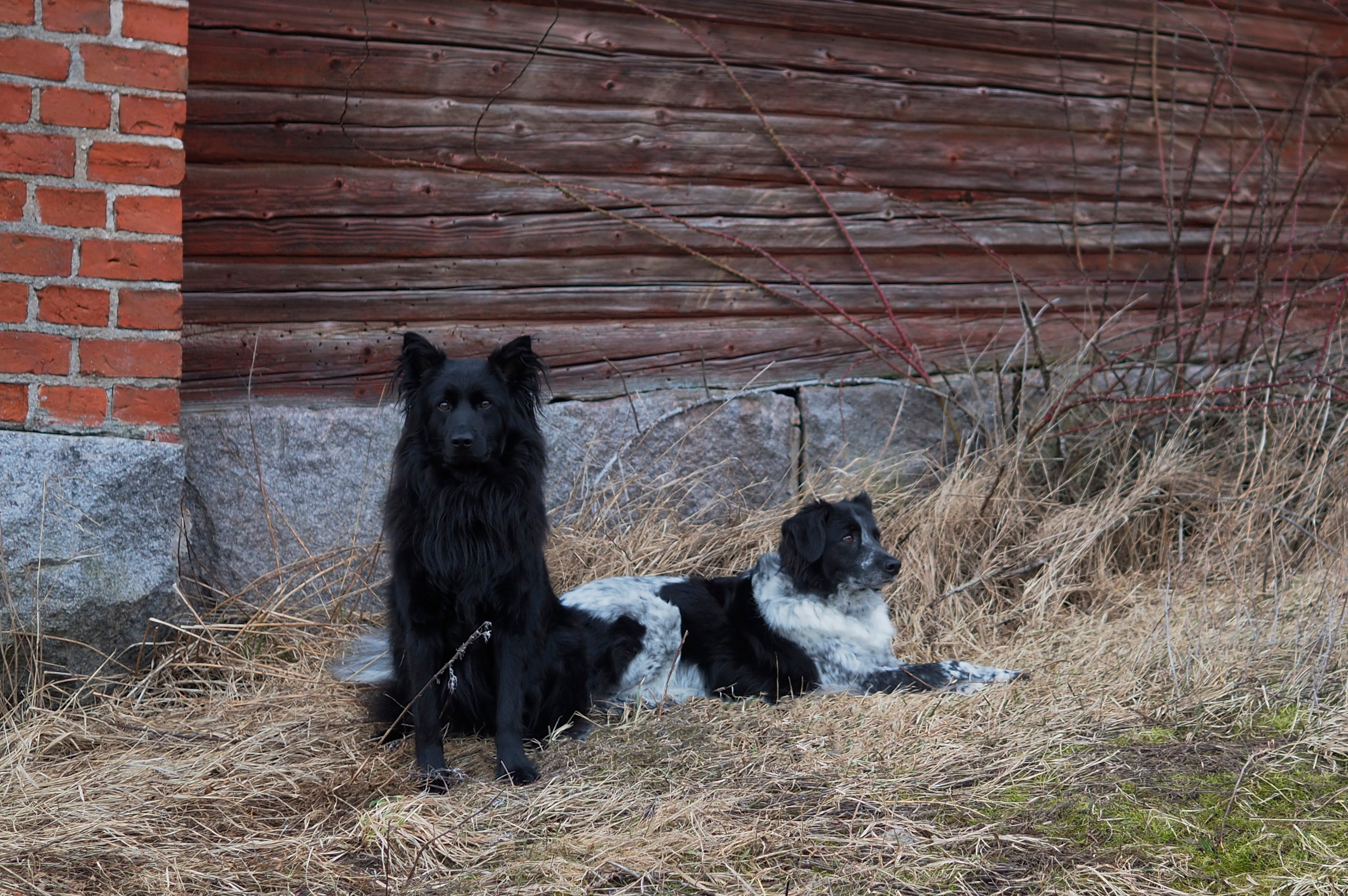 Rescuekoira, onko siitä aina pakko mainita?