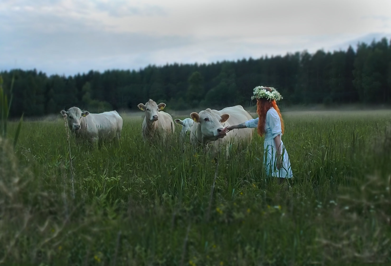 Mikä on Usvansuon tarina?